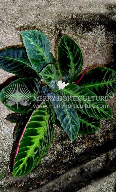 Calathea Warscewiczii_1